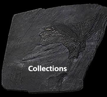 Colección de fósiles