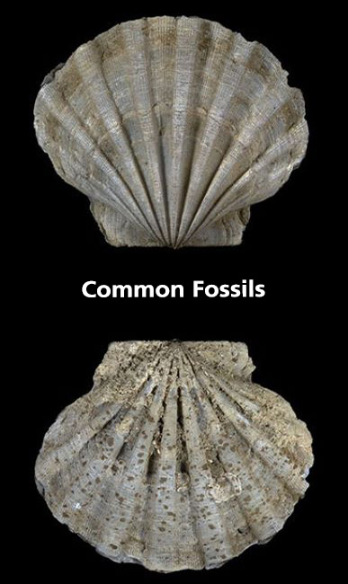 Fósiles comunes en Virginia
