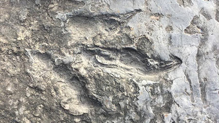 Museo de Historia de Culpeper