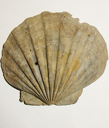 Pelecípodos